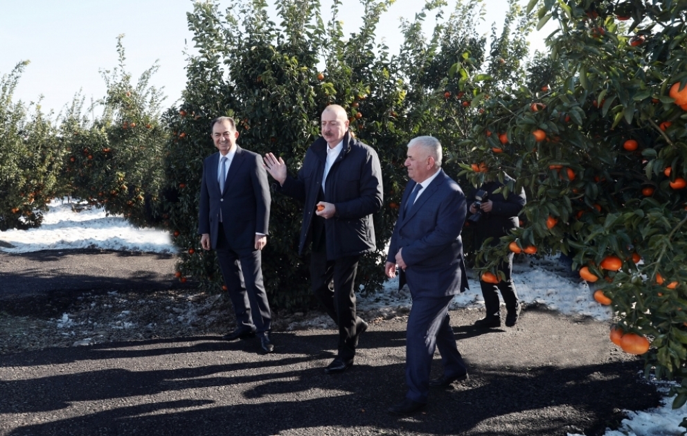 Ознакомление с условиями, созданными в цитрусовом саду ООО Lenk Fruit