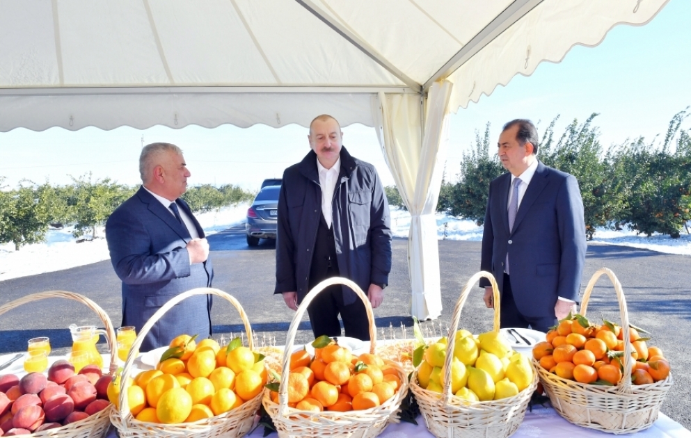 President Ilham Aliyev`s trip to Lankaran district 
Examining “Lenk Fruit” LLC`s citrus orchard conditions