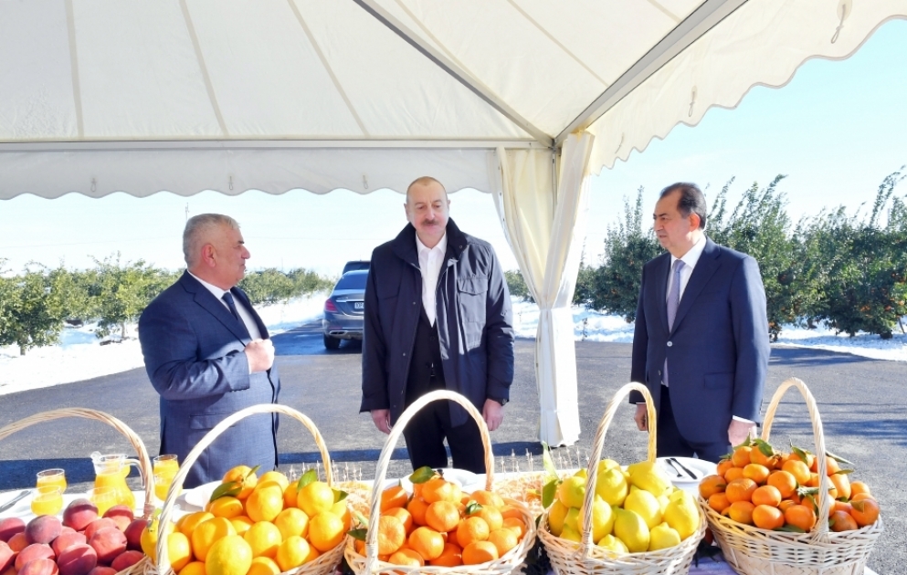 Le président de la République se déplace dans la région de Lenkeran 
Visite d’un verger d’agrumes de la SARL Lenk Fruit