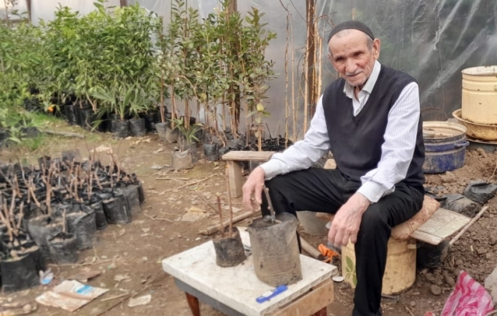 50 ildən çoxdur tingçiliklə məşğul olan Lənkəran sakini calaq vurmanın sirlərindən danışır