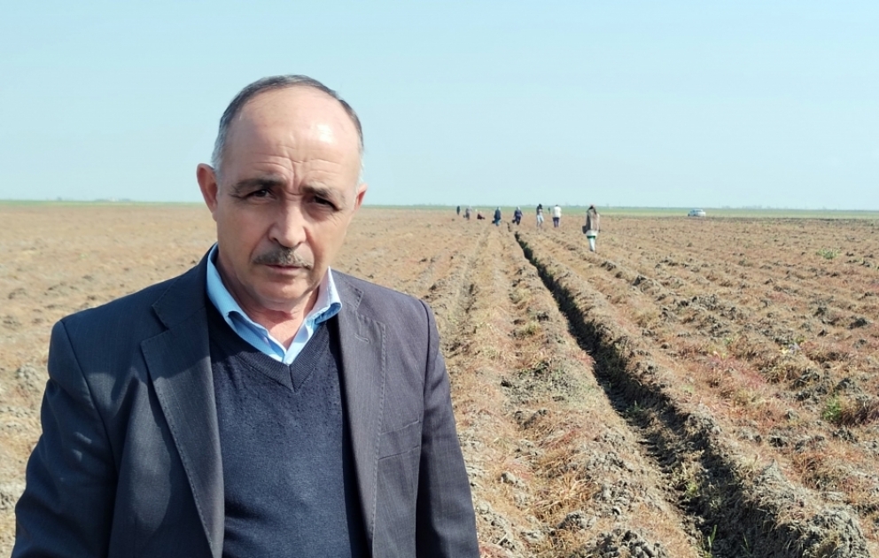 Masallıda noxud əkini sahəsi iki dəfə artıb