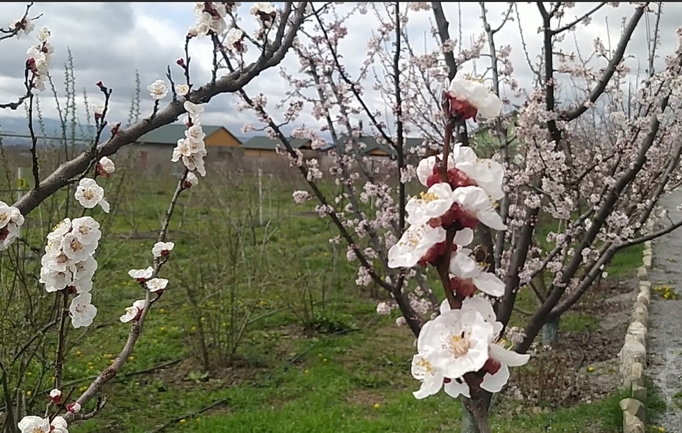 Şəkidə bahar ab-havası
