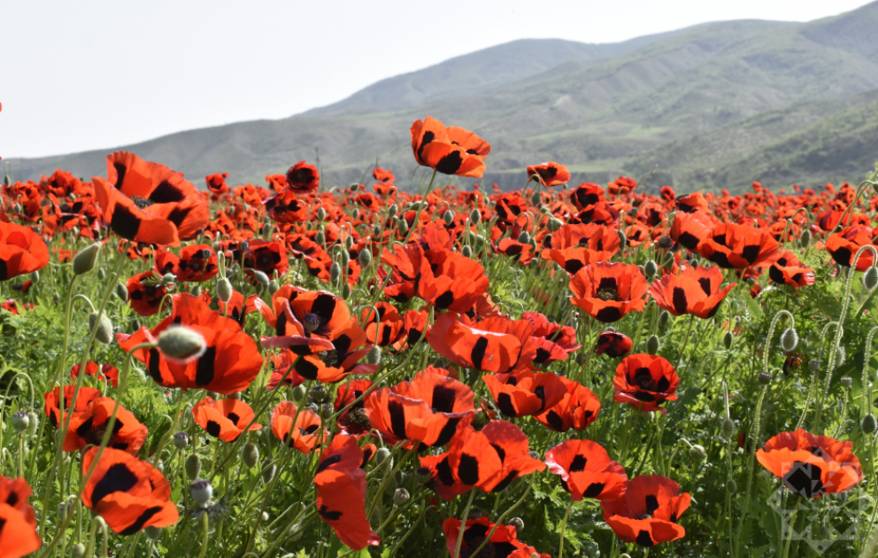 La région de Khodjaly couverte de coquelicots