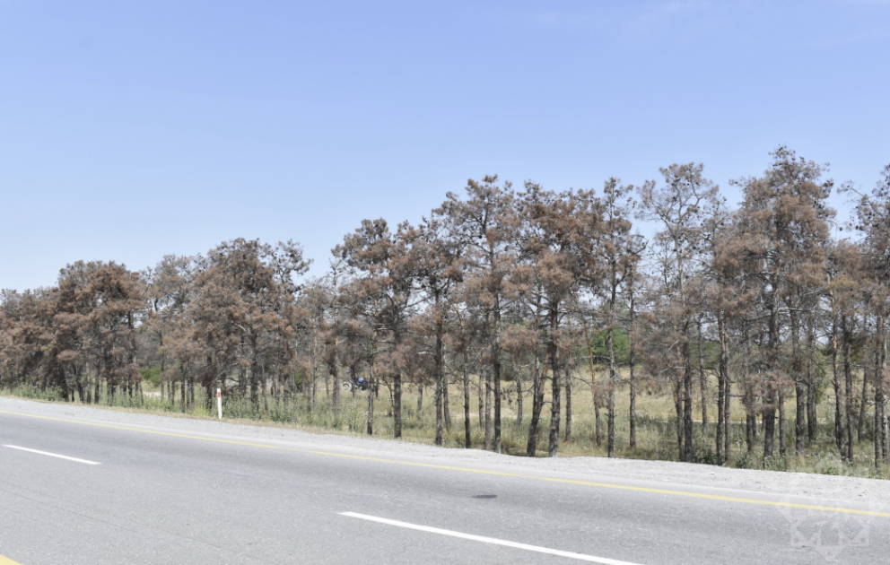 Bakı-Ələt-Qazax avtomobil yolunun 284-cü kilometrliyində qurumuş ağaclar ərazidən götürülüb