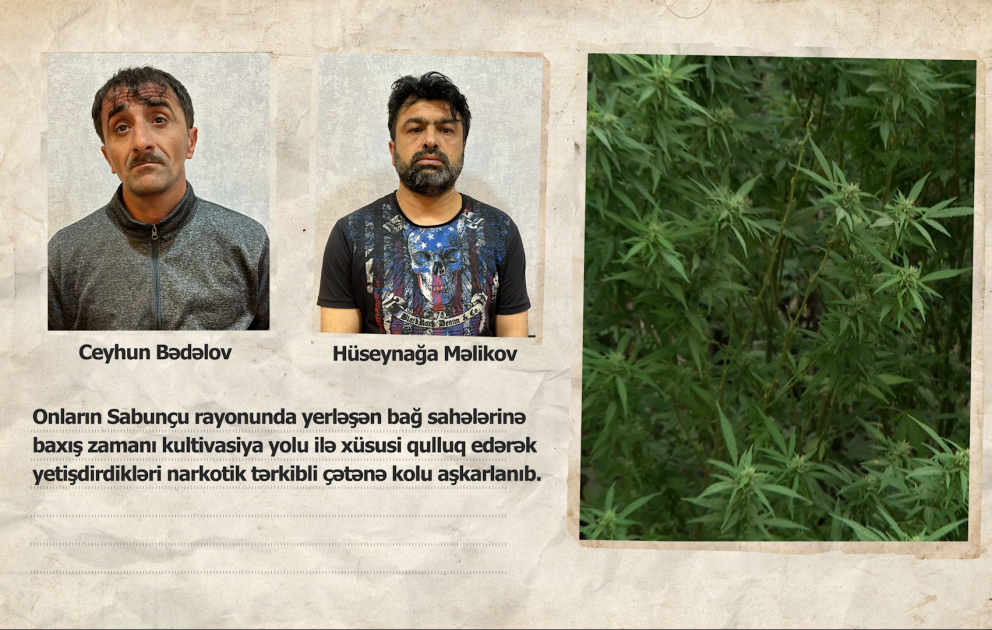 Sabunçu rayonunda aşkarlanan narkoplantasiyada 1500 ədəd çətənə kolu götürülüb