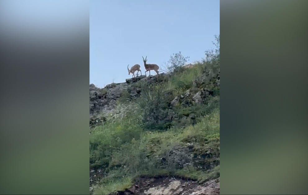 Laçının Bozlu kəndində dağ keçisi görüntüləri