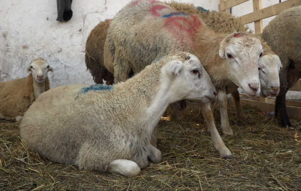 Qurban kəsənlər bu qaydalara əməl etməlidir