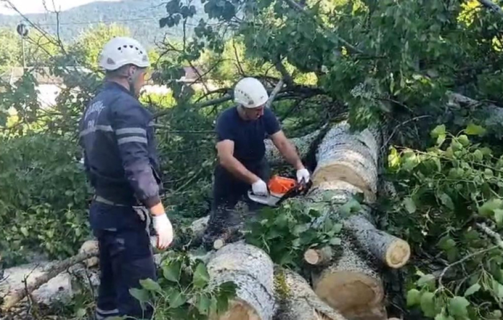 Qəbələdə irigövdəli ağac evin üzərinə aşıb