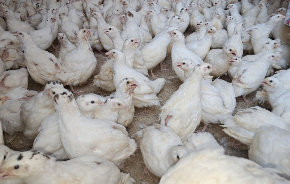 Biləsuvar sakini xaricə bildirçin əti ixrac etməyi planlaşdırır