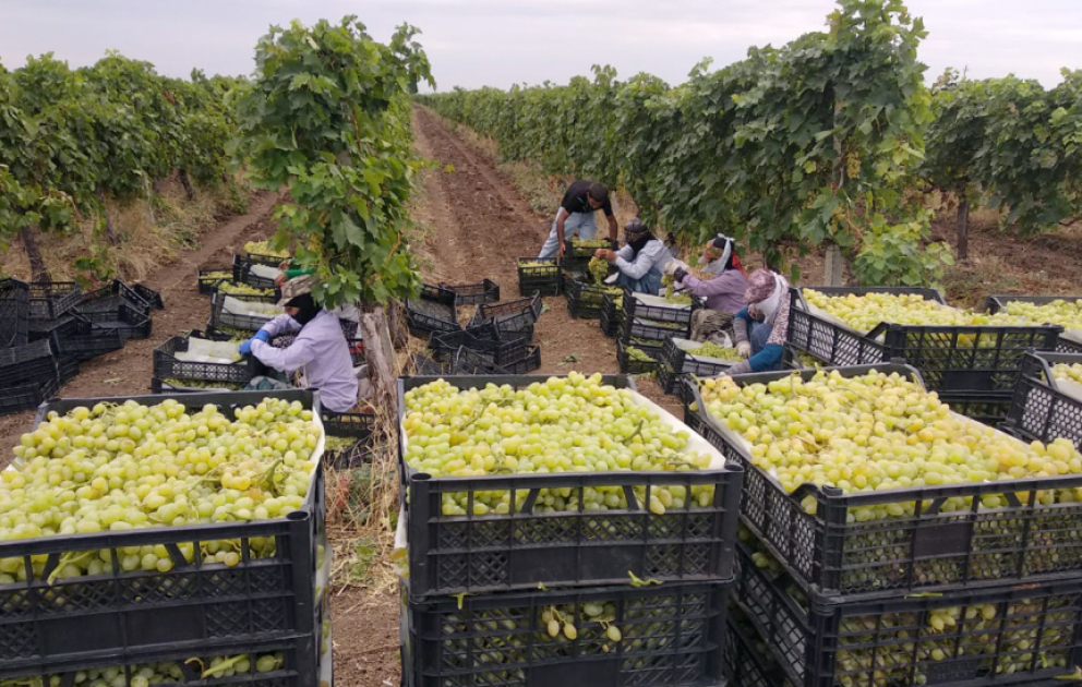 300 tona yaxın Cəlilabad üzümü xarici bazarlara ixrac olunub
