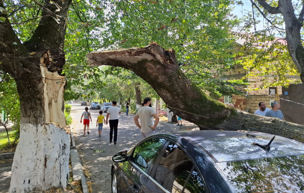 Güclü külək Qubada ağacı avtomobilin üzərinə aşırıb