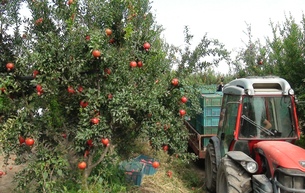 Saatlı narı Avropaya ixrac olunur