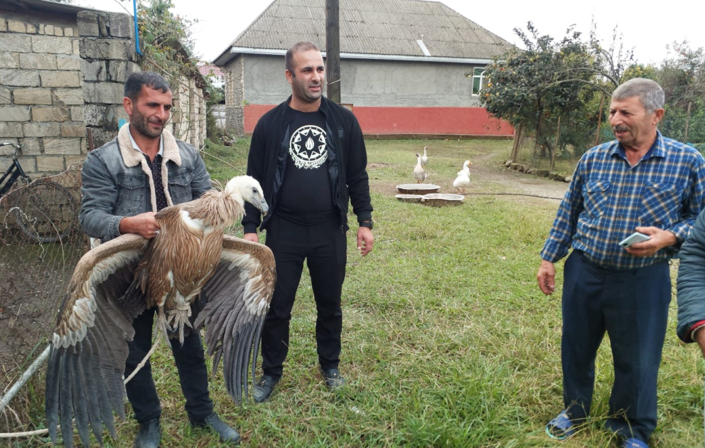 Astarada kərkəs aşkarlanıb