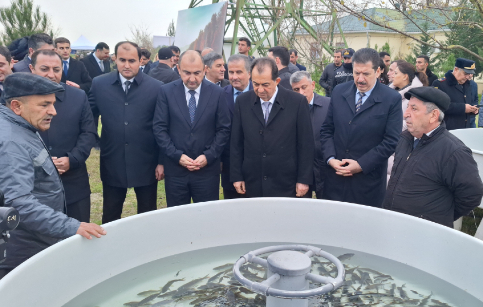 Lənkəranda “Flaminqo festivalı” keçirilib, 200 min balıq körpəsi dənizə buraxılıb