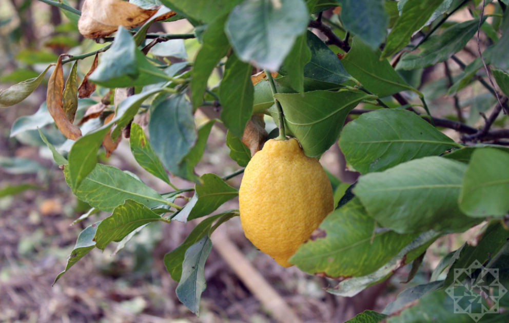 Lənkəranda limon bağları şaxtalı havalardan necə mühafizə olunur?