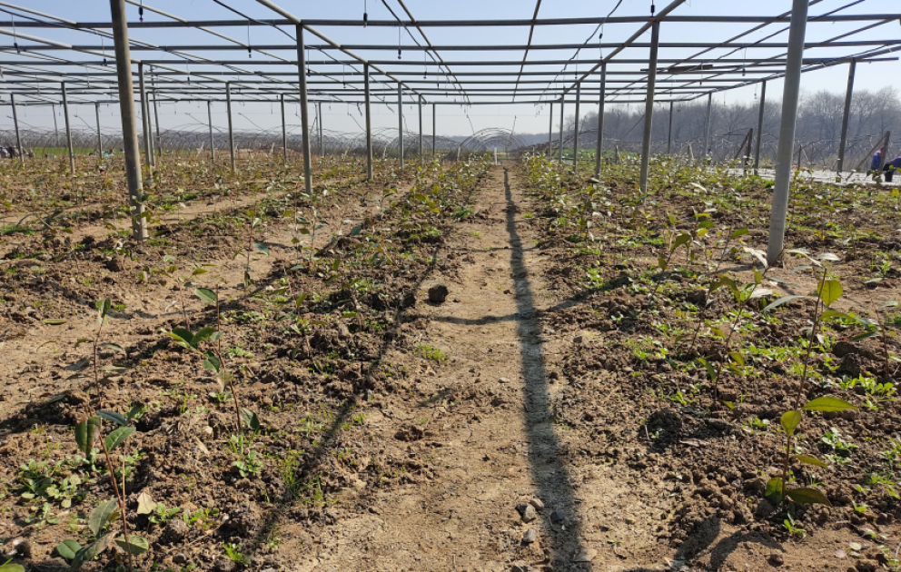 Lənkəranda yeni çay plantasiyaları salınır