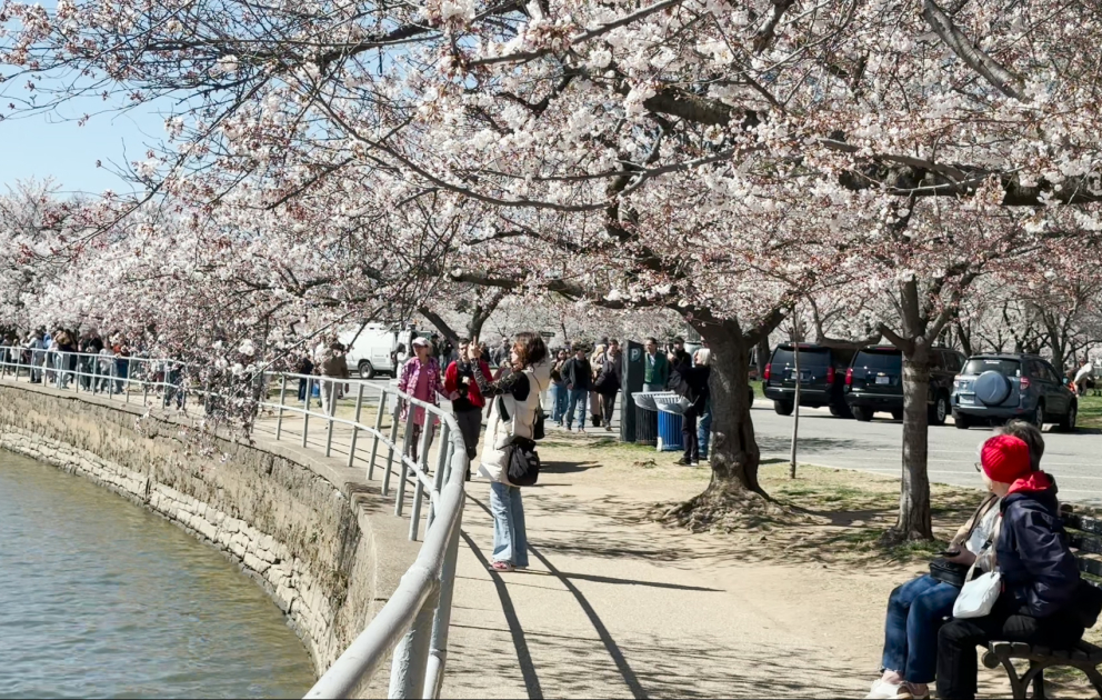 Yaponiyanın Vaşinqton sakinlərinə hədiyyə etdiyi bayram - Milli “Cherry Blossom” Festivalı