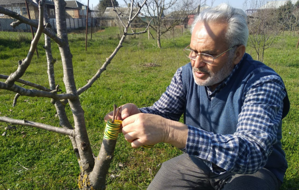 Cəlilabad bağlarında calaq işlərinə yekun vurulur
