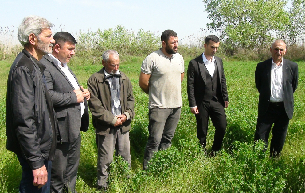 Saatlının yonca sahələrində fitonomus aşkarlanıb, tədbirlər görülür