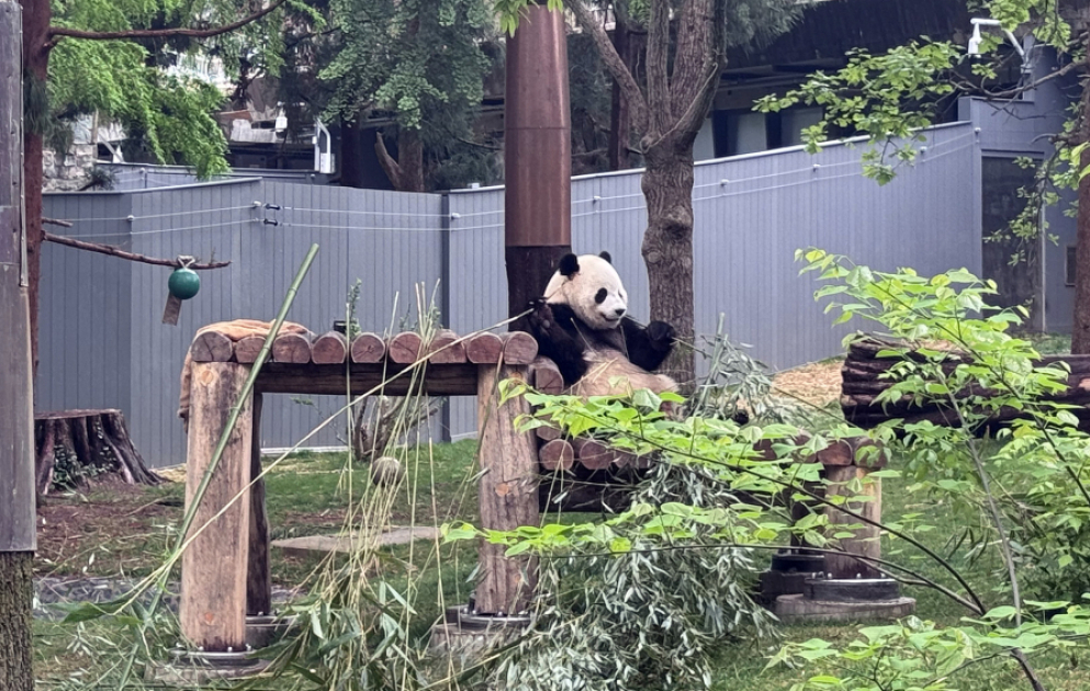 ABŞ-da pandaların yaşadığı yeganə zoopark