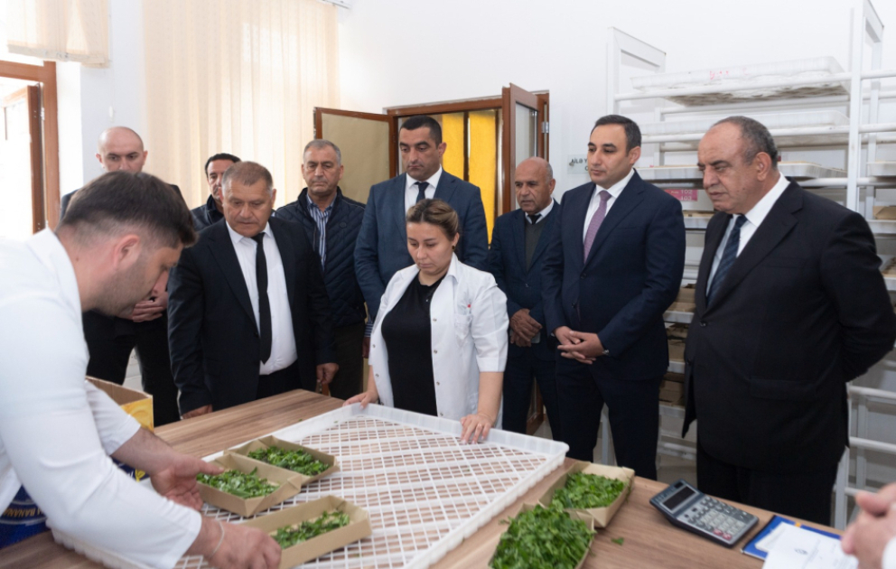 Azərbaycanda barama istehsalı mövsümünə start verilib