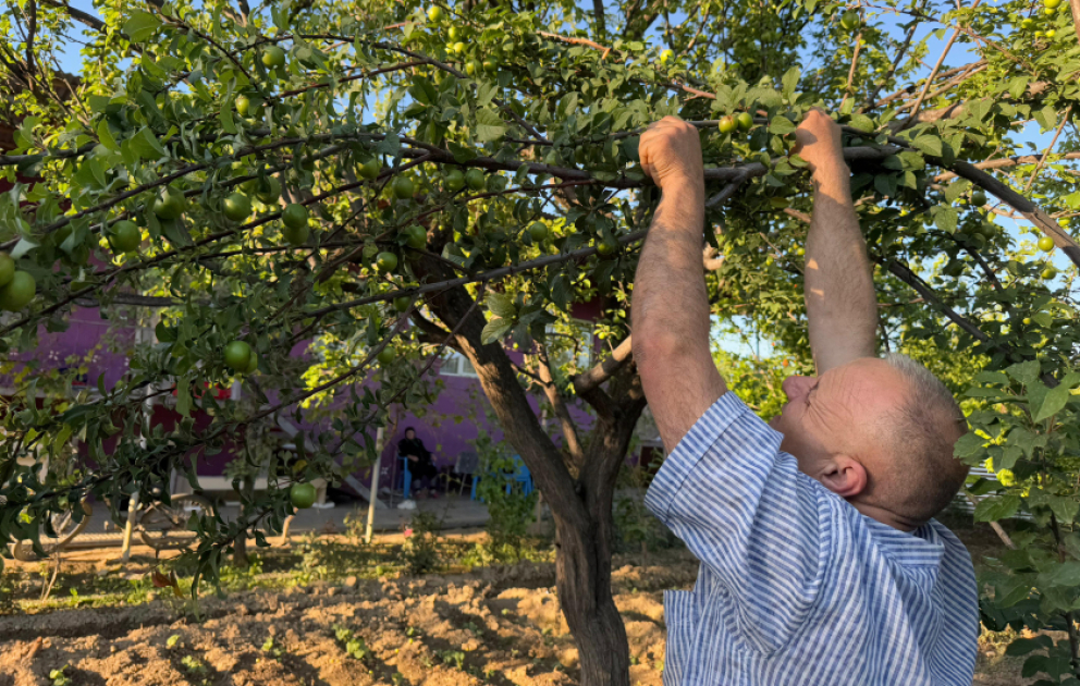 Alıcısı çox, gəliri yüksək olan “Naxçıvan göycəsi” - Babək rayonunun Zeynəddin kəndindən REPORTAJ
