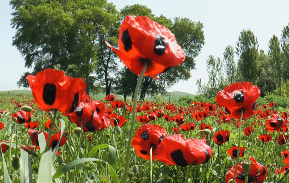 Wenn ich Tourist wäre – Mohn, so zart wie ein Veilchen und so farbenprächtig wie eine Rose