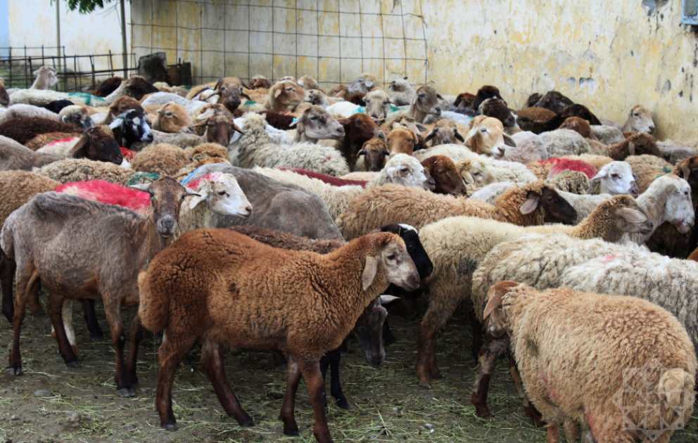 Lənkəranda qurbanlıq heyvan satışı bazarından reportaj