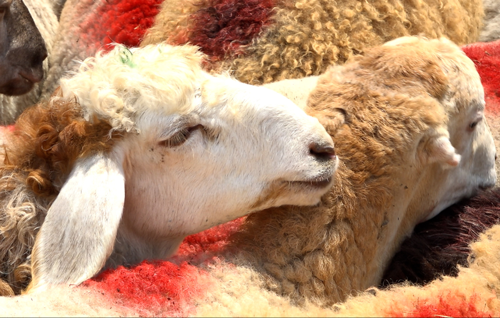 Qurban bayramına hazırlıq işləri başa çatıb