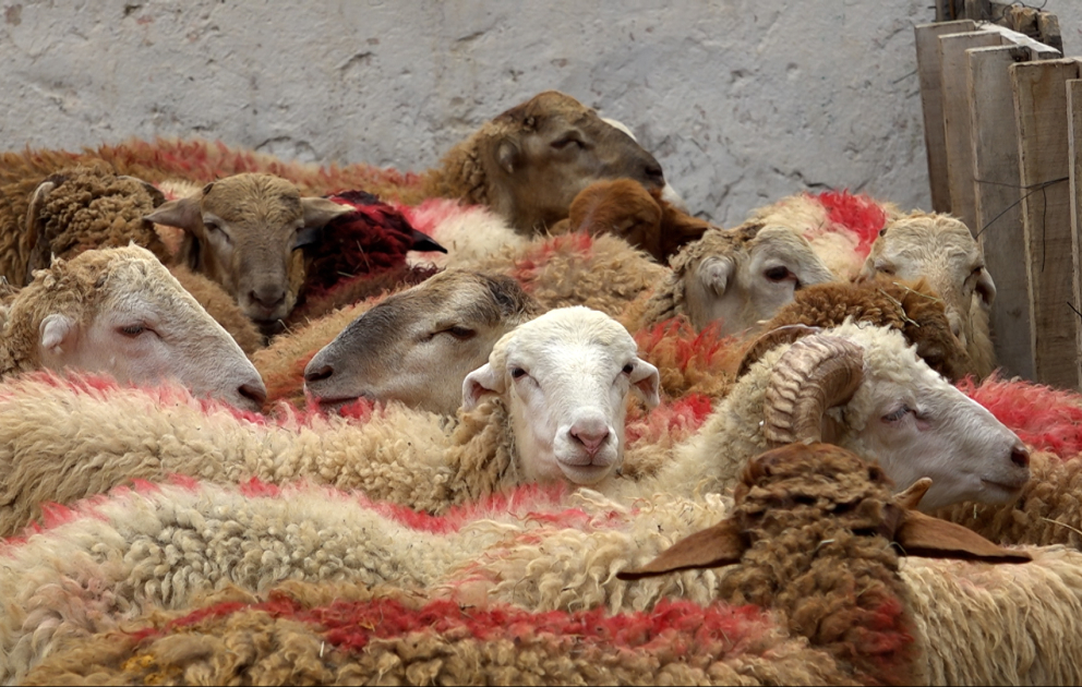 Qurban bayramı ilə əlaqədar heyvanların satışı və kəsimi həyata keçirilir