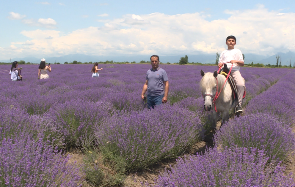 Qəbələnin lavanda tarlası turizm məkanına çevrilir