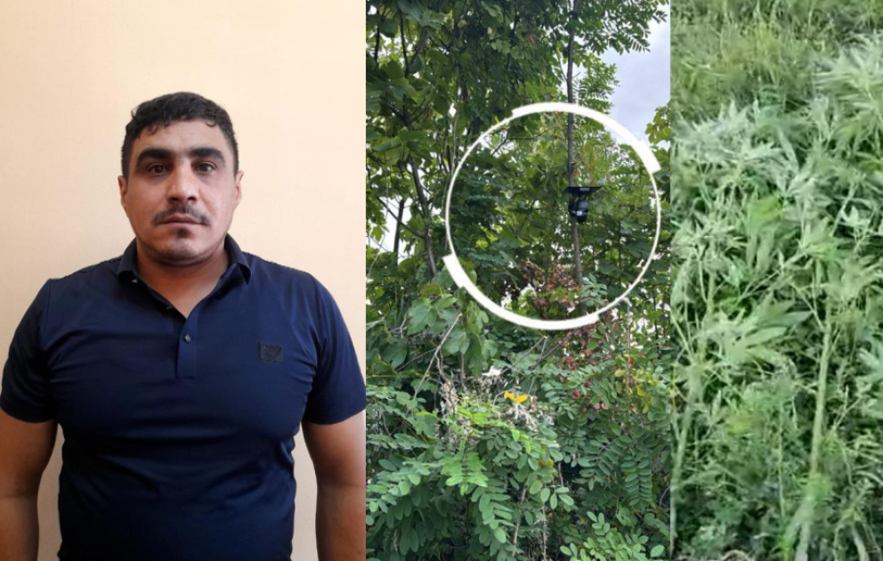 Göyçayda bağ sahəsini narkotik plantasiyasına çevirən şəxs tutulub