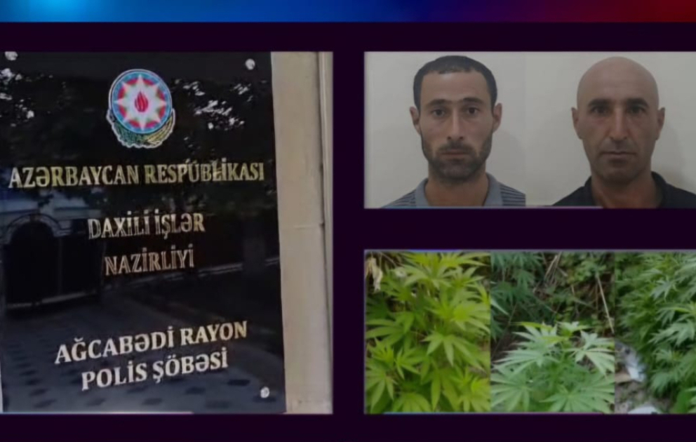Ağcabədidə çətənə bitkilərinin kultivasiyası ilə məşğul olan 2 nəfər saxlanılıb