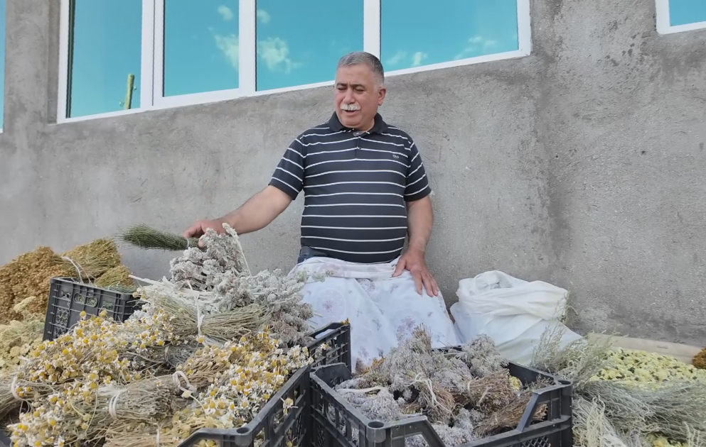 Ucqar dağ rayonunda sakinlər dərman bitkilərindən gəlir əldə edirlər