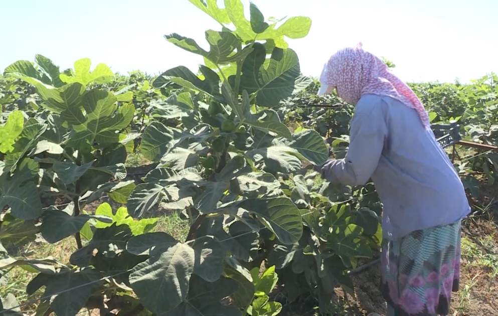 Saatlıda superintensiv əncir bağından məhsul yığılır