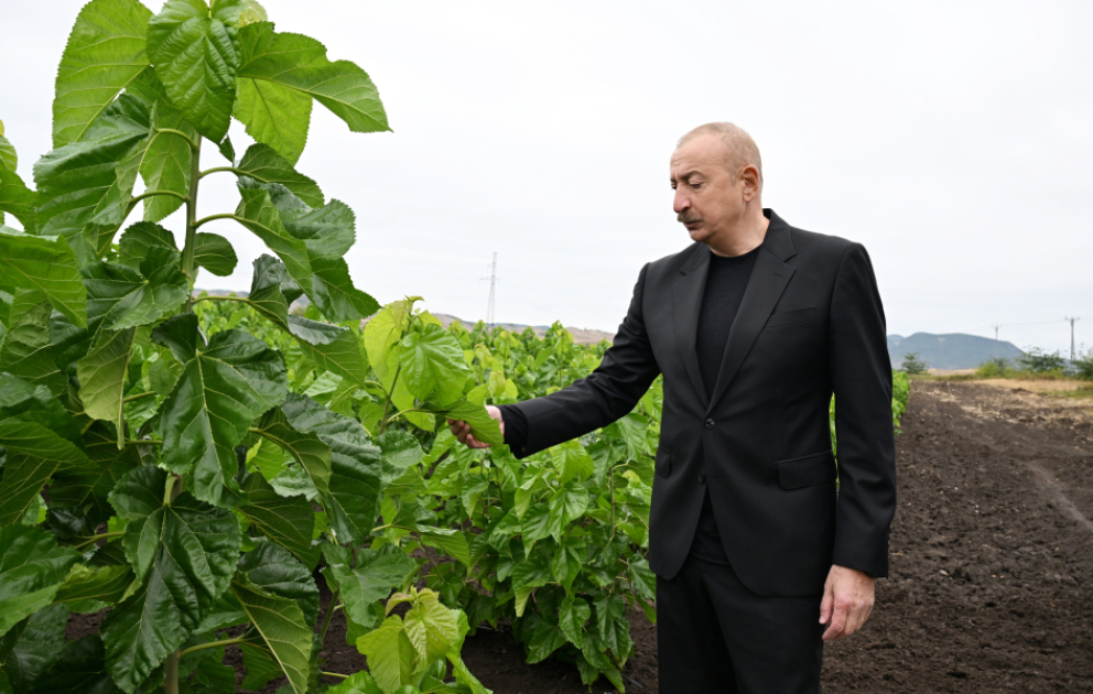 President Ilham Aliyev inspected work at mulberry orchard in Dashbulag village of Khojaly