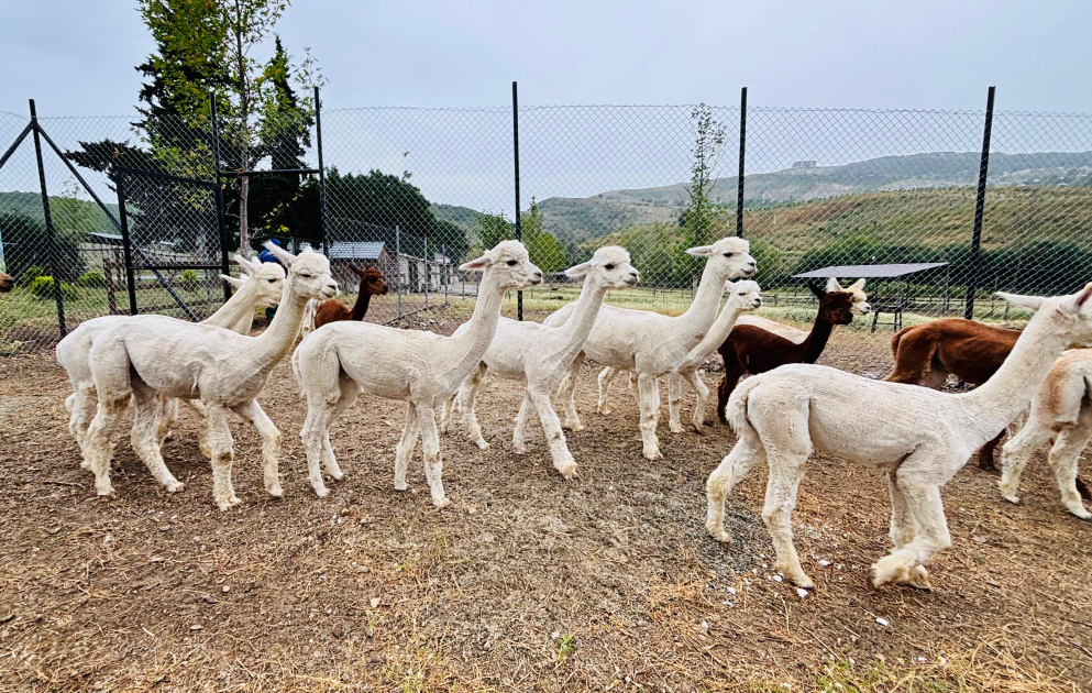 A tour to Shamakhi Alpaca Farm