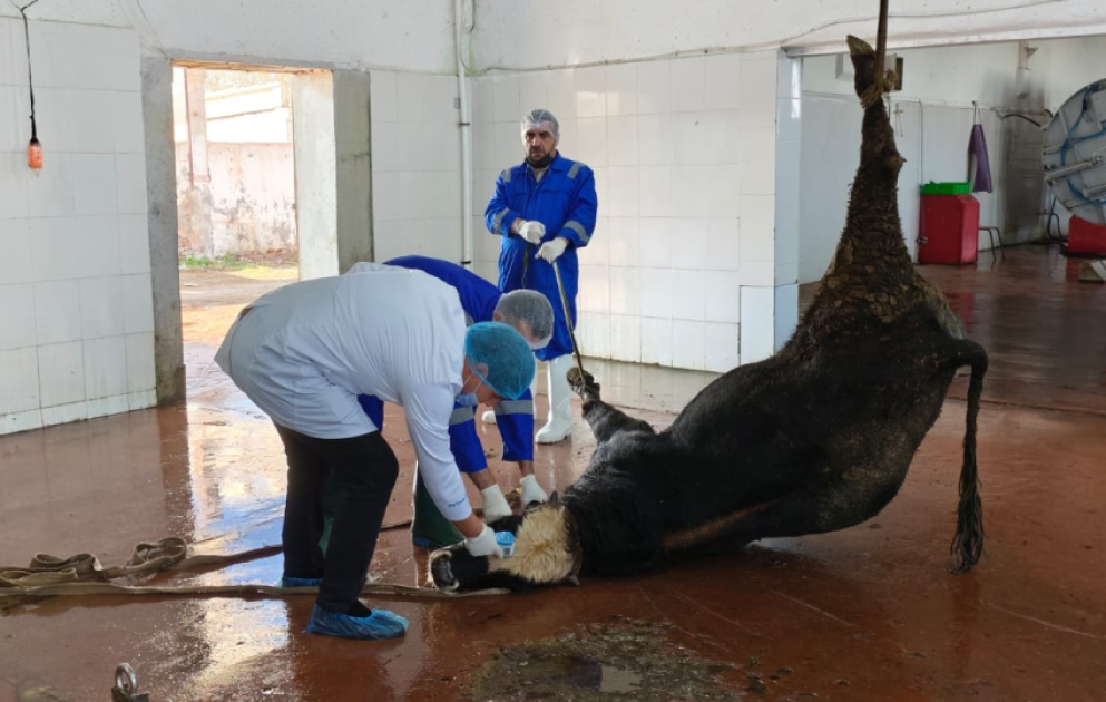 Baytarlar ət kəsim məntəqələrinə daimi nəzarət edir, heyvanlara günlük baxış keçirilir