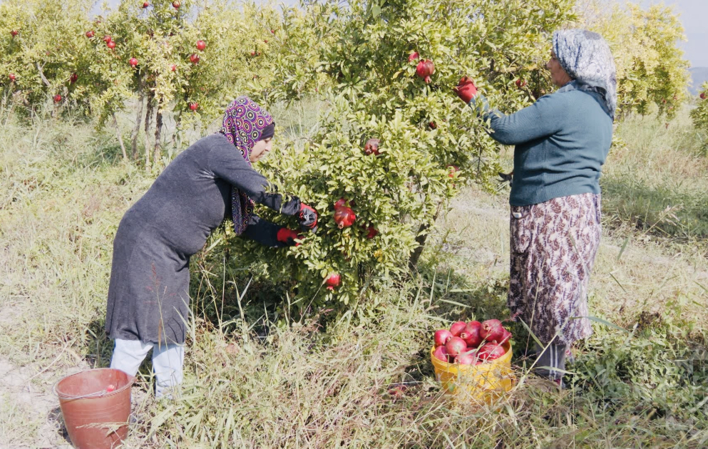Göyçayda nar yığımına start verilib
