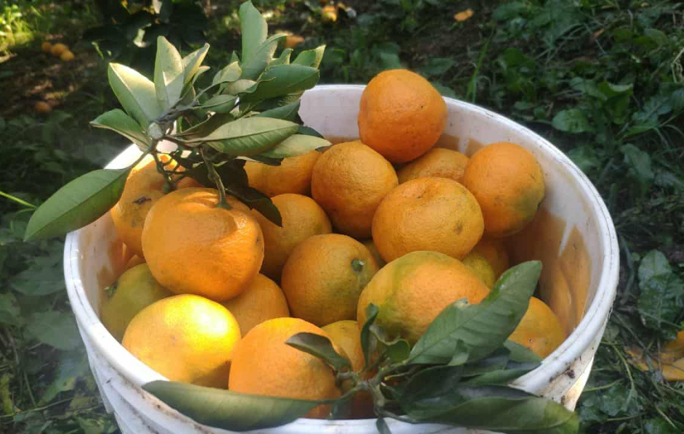 Astara naringisi Rusiya bazarlarına göndərilir