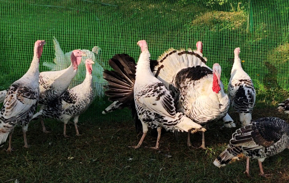 Biləsuvarda 5-ci "Hind quşu festivalı" keçirilib