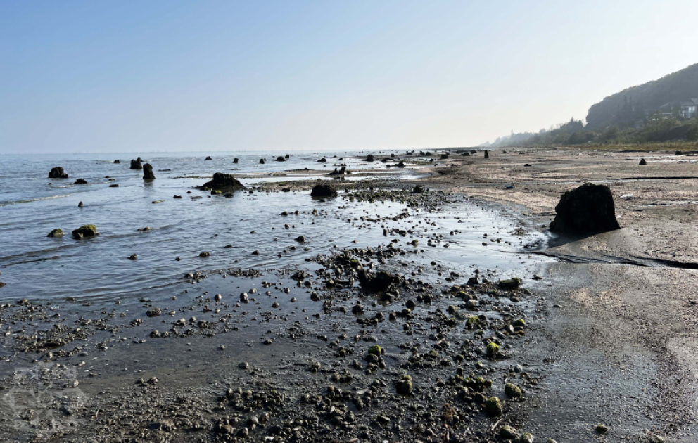 Каспийское море отступает — В Лянкяране из-под воды проступили остатки реликтовых деревьев