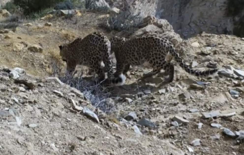 WWF Zəngəzur Milli Parkında məskunlaşan bəbirlərin görüntüsünü paylaşıb