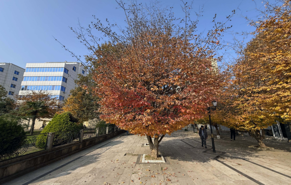 Sarı-qızılı rəngə bürünən dəmirağaclar