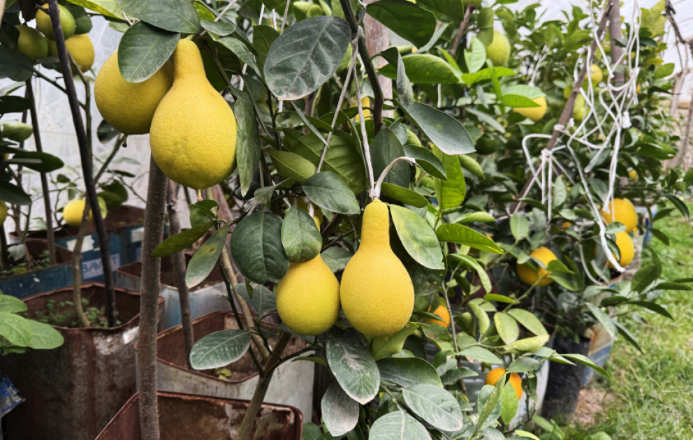 Cənubda yeni sitrus – armudvari limon yetişdirilir