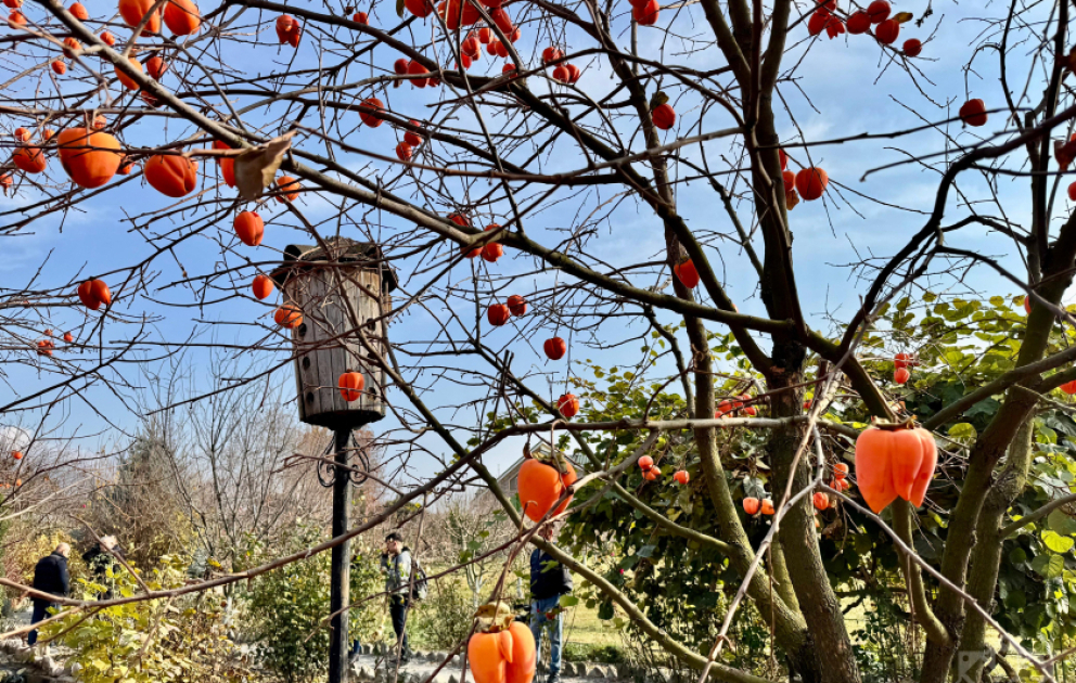 Sheki – a cradle of history and natural beauty