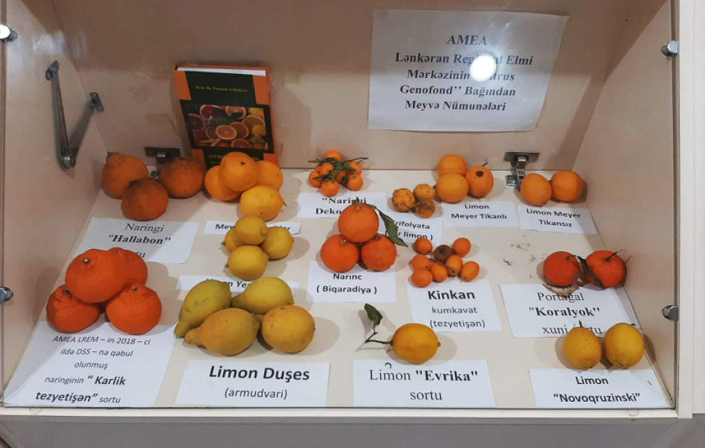 Lənkəranda sitrus və çay bitkilərinin yeni sortları elmi əsaslarla sınaqdan keçirilir