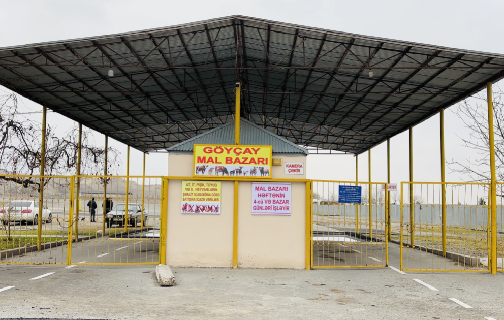 Sabah Göyçayda heyvan bazarı fəaliyyətə başlayacaq
