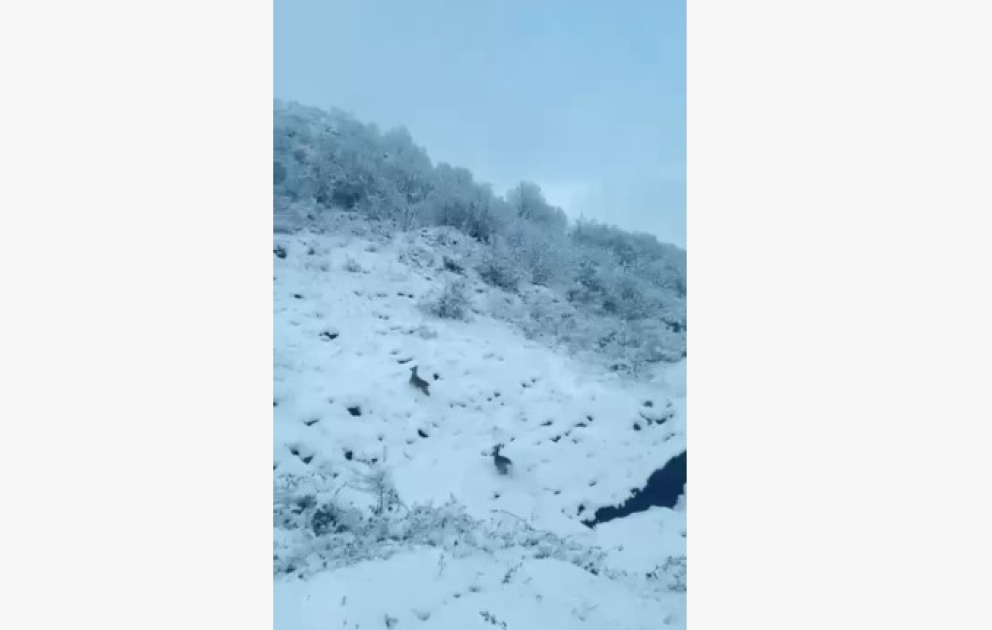Laçın-Şuşa yolunda qaçan cüyürlər maraq doğurub