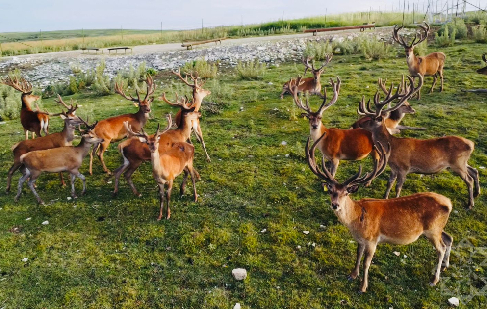 Şamaxıda safari macərası